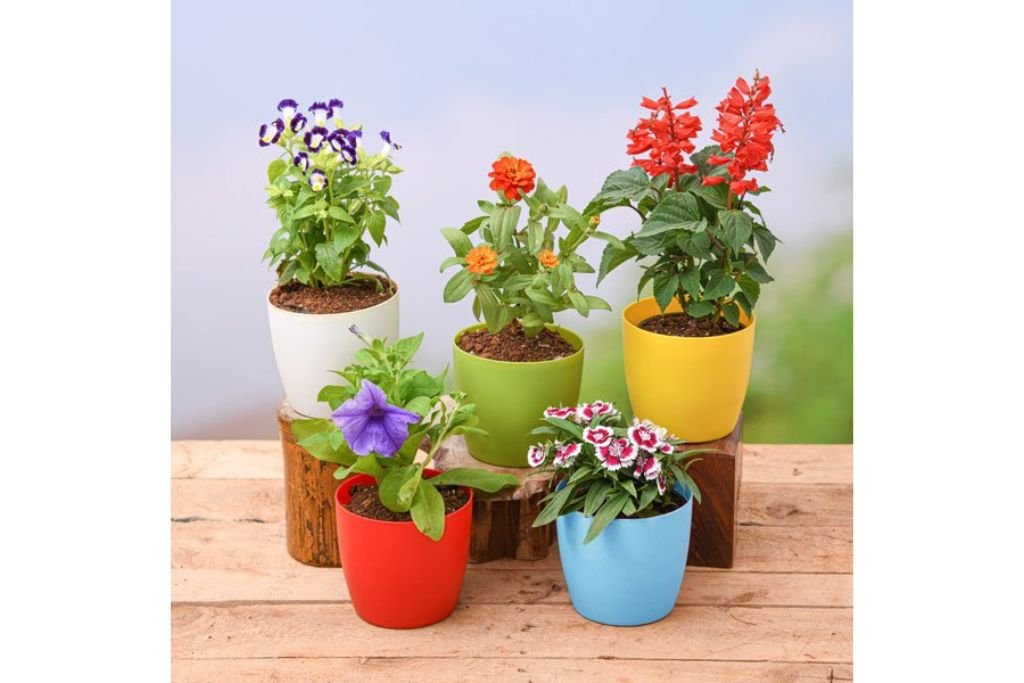 Outdoor Ornamental Plants